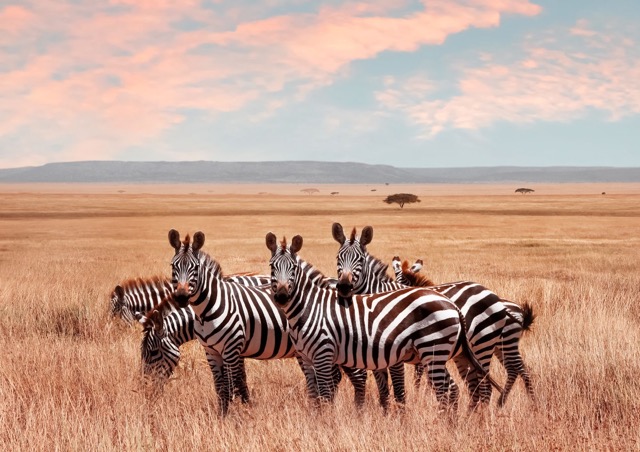 zebra-africa-savana