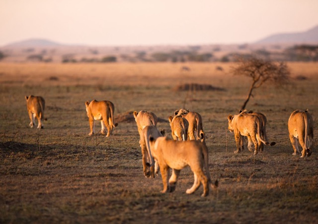 lions-afrique-savane