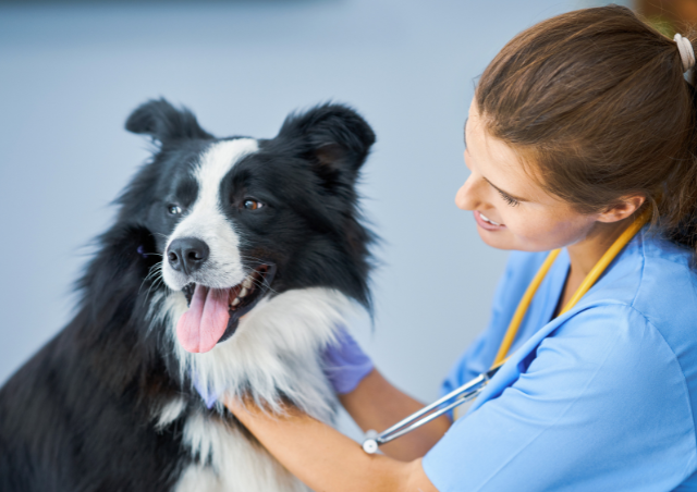 pre-flight veterinary checkup , dog pre-flight veterinary checkup