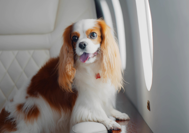 Happy Cavalier King Charles Spaniel sitting on a leather seat inside a private jet, highlighting comfort for pets during air travel