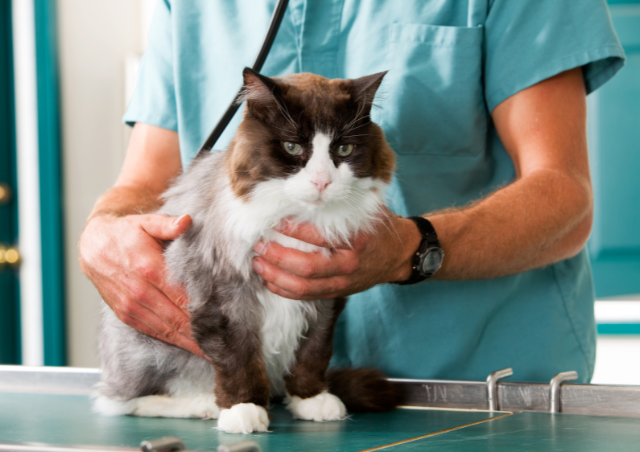 cat Pre-flight Veterinary Checkup