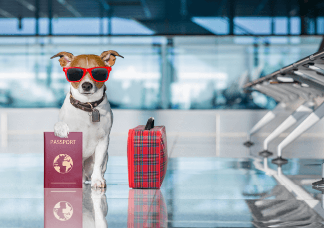 Travel with a dog