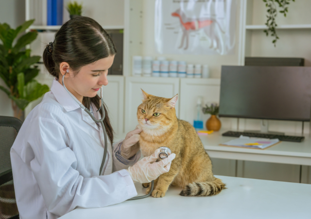 Pre-flight Veterinary Checkup , cat Pre-flight Veterinary Checkup